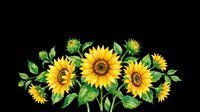 Watercolor sunflower bouquet arrangement isolated on transparent background, ready for t-shirt design, stickers, sublimation, print on demand, and clipart projects.