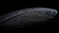 Black feather with water droplets on dark background, macro photography showing delicate texture and natural patterns. Artistic nature study with dramatic lighting.