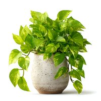 Lush green pothos plant in speckled ceramic pot isolated on white background. Trailing houseplant with heart-shaped leaves for home decor and interior design.