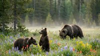 Brown bears, mother and three cubs, walking through wildflower meadow with coniferous forest background. Wildlife and nature stock photo for editorial and educational use.