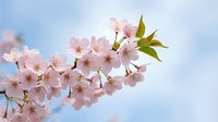 Delicate pink cherry blossom branch with soft petals blooming against blue sky background. Spring flowering tree branch for seasonal designs and nature themes.