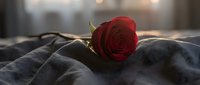 Single red rose resting on soft gray fabric with warm bokeh light, evoking romance, love, and tender emotion for Valentine's Day.