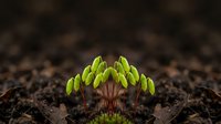 Young green seedlings emerging from dark fertile soil with shallow depth of field representing new life, growth, agriculture and environmental concepts.