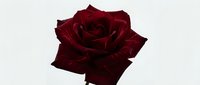 Deep crimson rose with velvety petals isolated on white background, suitable for floral designs, wedding invitations, and decorative projects.