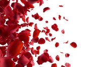 Red rose petals scattered and falling on white background creating romantic Valentine's Day celebration design element for wedding invitations.