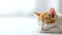 Adorable orange and white kitten sleeping peacefully on clean white surface with soft natural lighting creating calm domestic pet atmosphere.