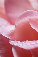 Delicate pink rose petal with morning dew drops in macro photography, showing gentle curves and water droplets in soft natural light. Perfect for wellness designs.