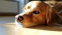 Close-up portrait of golden retriever dog lying down with head resting on floor in warm sunlight through window, showing melancholic expression and soft fur.