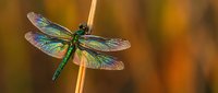 Green dragonfly with iridescent wings perched on golden reed stem against warm blurred autumn background in natural outdoor setting.
