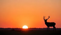 Majestic stag deer silhouette standing against vibrant orange sunset sky, wildlife nature scene perfect for outdoor adventure and hunting themes.