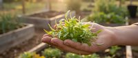 Gardener holding fresh green seedling in hands over raised garden beds, promoting sustainable organic farming and horticulture practices.