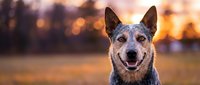 Happy Australian cattle dog portrait at golden hour sunset with warm bokeh background for pet photography and animal lover content.
