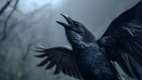 Black raven with open beak and spread wings in misty forest, creating dramatic atmospheric mood for wildlife and gothic themes.