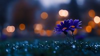 Vibrant purple daisy flower with water drops in early morning light against blurred bokeh background, creating dreamy atmospheric nature photography effect.