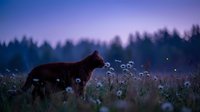 Red fox standing in wildflower meadow during purple twilight hour with forest silhouette background creating serene wildlife scene for nature photography.