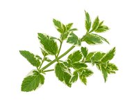 Isolated fresh mint leaves with stems on white background, ready for culinary, herbal, and wellness design projects.