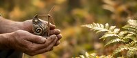 Hands gently holding small potted plant with green leaves in natural outdoor setting with warm sunlight and blurred autumn foliage background for gardening concepts.