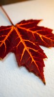 Vibrant crimson maple leaf with golden veins displayed on white surface, showcasing autumn seasonal colors and natural foliage details for fall designs.