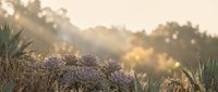 Purple succulent plants in golden sunset light with soft bokeh background creating peaceful garden atmosphere for wellness and nature themes.