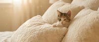 Tabby cat resting among cream-colored pillows on a bed in warm sunlight, conveying comfort and relaxation for home decor and pet lifestyle content.