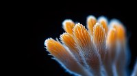 Delicate orange and white feathery coral polyps against dark background, macro photography showing intricate details and soft texture in underwater marine life.