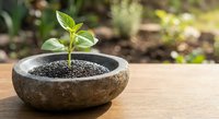 Young green seedling growing in rustic stone bowl with dark soil on wooden surface. Natural growth, sustainability and new life concept for gardening projects.