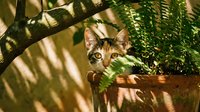 Curious tabby kitten peeking through lush green foliage in dappled sunlight, exploring garden plants with bright alert eyes in natural outdoor setting.