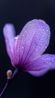 Delicate purple flower petal with morning dew drops creating a magical macro view against dark background. Natural water droplets reveal intricate vein patterns.