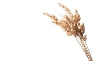 Dried pampas grass stems in natural beige color isolated on white background, botanical decor element for modern interior design and floral arrangements.