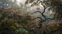 Delicate autumn branches with golden leaves create soft natural bokeh in warm sunlight, perfect for seasonal backgrounds and nature photography projects.