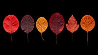 Autumn leaves collection in red, burgundy, orange and gold tones isolated on transparent background. Ready for t-shirt design, clipart, stickers, sublimation and print-on-demand projects.