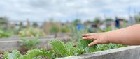 Child's hand touching fresh green plants in community garden bed with blurred urban garden landscape background, suitable for education, agriculture, and environmental awareness projects.