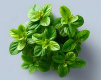 Fresh green basil leaves viewed from above on gray background, aromatic culinary herb with bright color and distinctive shape for cooking and garnish.