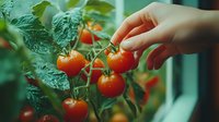 Hand picking fresh ripe cherry tomatoes from organic garden plant. Natural sunlight illuminates vibrant red fruits and green leaves in homegrown vegetable patch.