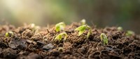 Young seedlings sprouting from rich soil with natural sunlight, representing growth, agriculture, gardening, and environmental sustainability for design projects.