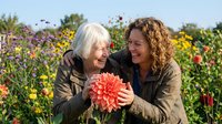 Senior woman with white hair and middle-aged woman with curly brown hair examining coral dahlia flower together in blooming garden field with yellow and purple flowers.