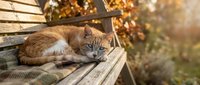 Adorable orange tabby kitten resting on wooden bench in warm autumn sunlight with golden bokeh background for pet care and seasonal content.