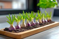 Growing red onion bulbs with green sprouts planted in row in wooden container with soil on windowsill, organic gardening and home cultivation concept.