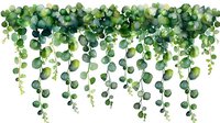 Cascading eucalyptus leaves and vines in watercolor style, hanging greenery border with round foliage creates natural decorative element on white background.