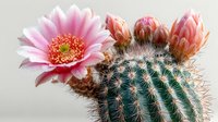Blooming pink cactus flower with buds on a round barrel cactus with prominent spines against neutral background. Perfect for botanical and desert themes.