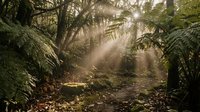 Sunlight streams through dense tropical forest canopy, illuminating misty air above fern-covered ground and ancient trees, creating atmospheric woodland scene for nature, travel, and environmental design projects.