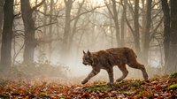 Eurasian lynx walking through misty autumn forest with fallen leaves, creating atmospheric wildlife scene for nature photography and outdoor adventure content.