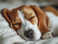 Peaceful beagle dog sleeping comfortably on white bedding with eyes closed, showcasing relaxation and tranquil rest at home.