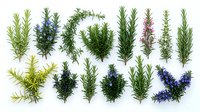 Fresh rosemary herb sprigs with purple flowers isolated on white background for culinary cooking seasoning spice ingredient design elements.