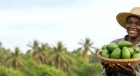 Young African male farmer holding basket of fresh green mangoes in tropical plantation setting for agricultural harvest.