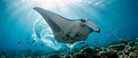 Majestic manta ray gliding gracefully over vibrant coral reef in crystal clear tropical waters with sunbeams filtering through ocean surface creating magical underwater scene.