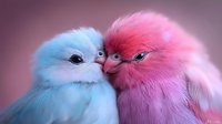 Adorable fluffy birds in pastel blue and pink colors snuggling together against blurred background, showing affection and tenderness in romantic mood.