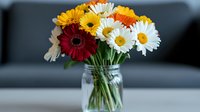 Fresh bouquet of vibrant gerbera daisies and white chrysanthemums arranged in clear glass mason jar against soft blurred background, perfect for home decor.