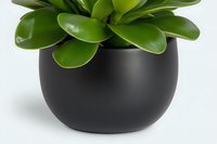 Green succulent plant with thick glossy leaves in modern round black ceramic pot against white background, minimalist home decor and interior design element.