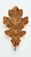Dried oak leaf with golden veins and brown tones isolated on white background, suitable for autumn designs, botanical illustrations, and fall-themed projects.